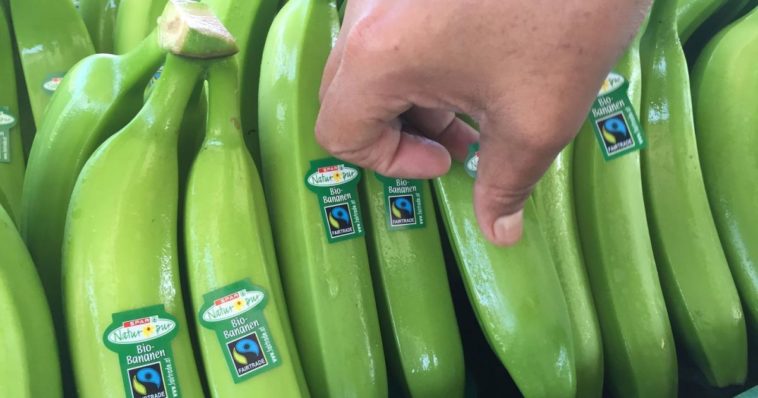 Reife Leistung: Wie die Banane zu uns kommt