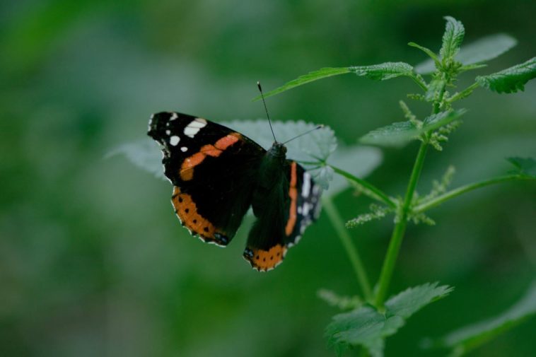Siehst du diese Schmetterlinge auch in deinem Garten oder auf deinem Balkon? Ode...