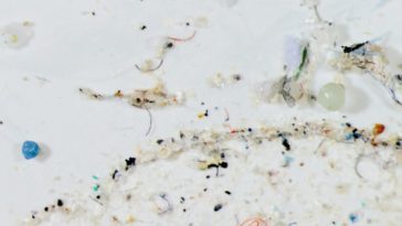 Uni Wien: Mikroplastik im Menschen nachgewiesen